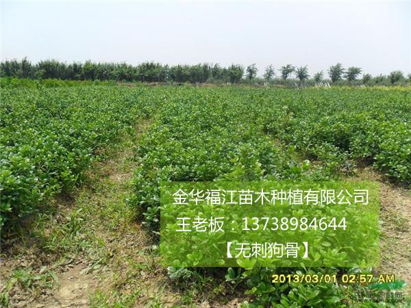 福江苗木低价出售(图)_无刺枸骨树价格_无刺枸骨