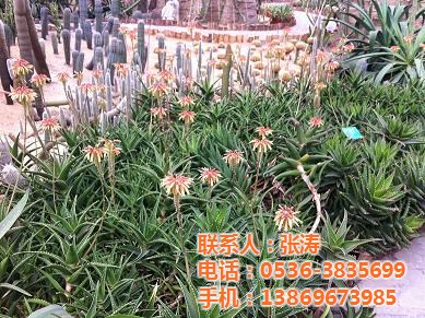 宿根花卉供应商,宿根花卉,青州市君诚花卉苗木