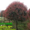 大地苗圃基地口碑好(图)、1.5米红叶石楠多少钱、红叶石楠