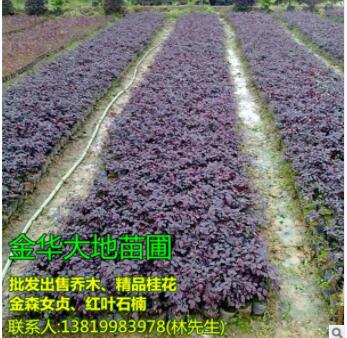 红花继木球、大地苗圃种植基地、红花继木球基地