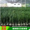 基地直销美国曼地亚红豆杉杯苗/容器苗/盆栽苗高成活率带土发货