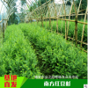 四川金花茶价格@四川金花茶批发@四川金花茶种植基地