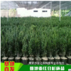 基地直销美国曼地亚红豆杉杯苗/容器苗/盆栽苗高成活率带土发货