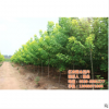 抚州金叶复叶槭、亿农苗木花卉、金叶复叶槭报价