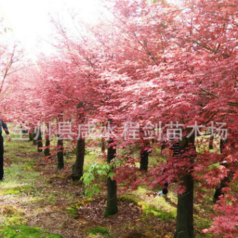 产地贵州大量供应美国红枫红叶羽毛枫日本红枫广西桂林红枫小苗