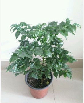 室内小幸福树平安树植物客厅办公室盆栽绿宝观叶盆景幸福树批发图2