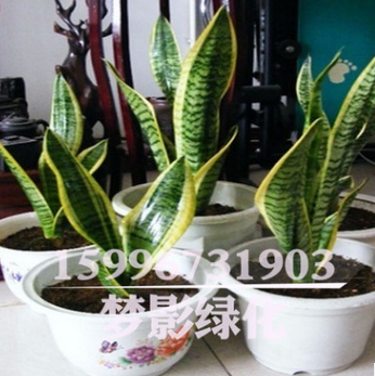 室内花卉盆栽金边虎皮兰批发多肉植物精品盆景虎皮兰苗防辐射盆栽图2