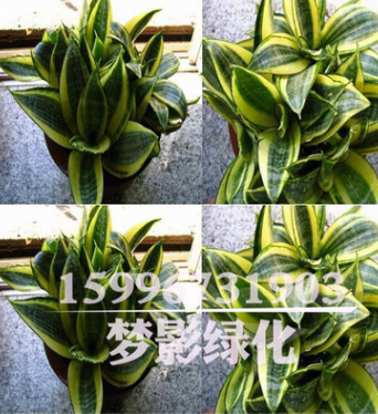 室内花卉盆栽金边虎皮兰批发多肉植物精品盆景虎皮兰苗防辐射盆栽图3