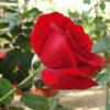 供应优质花卉玫瑰苗观赏玫瑰种苗6－13公分卡罗拉无病虫害