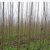 大量批发造林优质绿化工程用高规格苗木-速生杨—丹红杨