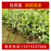 湘林高产良种茶油树苗