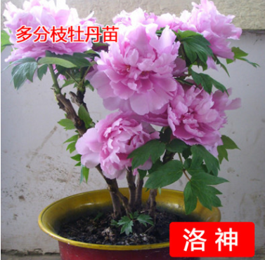 精品牡丹批发包邮庭院室内花卉绿植盆栽牡丹花当年开花