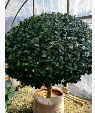 精品茶花（十八学士）