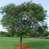 基地常年供应乌桕树 规格8-10 12-15 工程绿化用苗