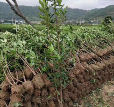 法国冬青 基地直销绿化工程 青珊瑚 绿篱图3
