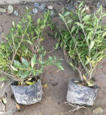 基地直销 绿化工程栀子花 小叶栀子萧山图1