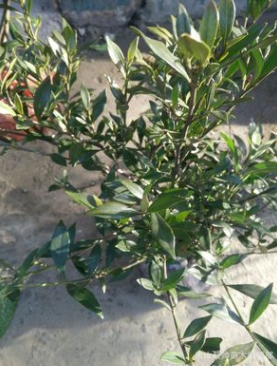 基地直销 绿化工程栀子花 小叶栀子萧山图3