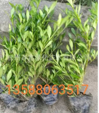 基地直销 绿化工程栀子花 小叶栀子萧山图2