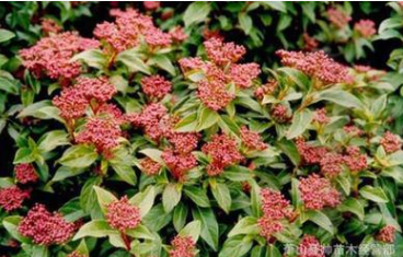 花叶玉簪 金叶玉簪 基地直销 地被花草 萧山图3