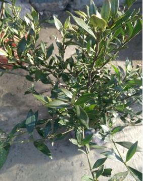 花叶玉簪 金叶玉簪 基地直销 地被花草 萧山图2