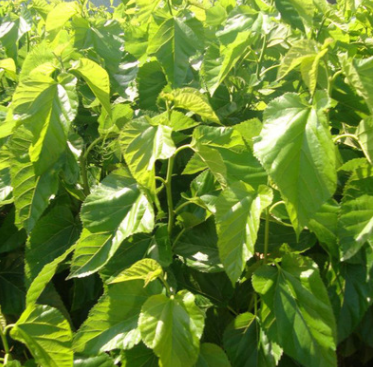 大量供应杂交桑苗了品种有桂优12 桂优62 粤11 粤51等