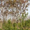 基地供应菩提榕树 绿化工程植物风景树苗常绿乔木 多规格批发