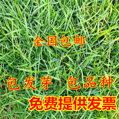 批发进口兰引三号草 草坪种子 日本结缕草 多年生匍匐型禾草草籽
