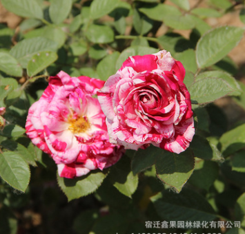 节日礼花月季花苗 节日礼花月季苗 藤本植物 庭院盆栽四季开花