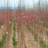 花卉基地批发乔木 玉兰树苗 紫玉兰 白玉兰树苗 规格齐全