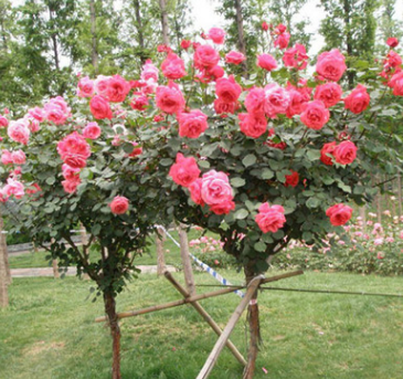 树桩玫瑰月季花树苗玫瑰苗庭院观花植物树桩月季苗基地批发供应