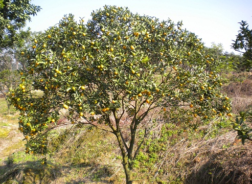 低杆金桔