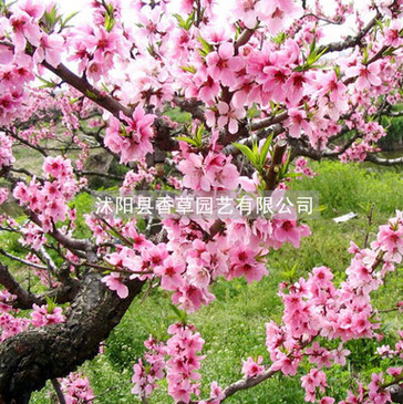 家有桃花树 观赏桃花树苗 农家乐 景区 路道 公园种植桃花树苗