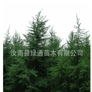 雪松苗 已驯化苗木图3