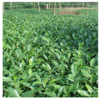大叶良种茶苗 产量高芽头大