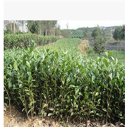 大叶良种茶苗 产量高芽头大图2