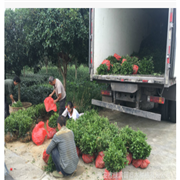 大叶良种茶苗 产量高芽头大图3