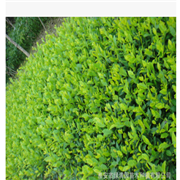 黄金芽茶苗图3