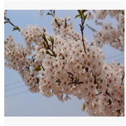 2米高干樱花新品种行道树图2