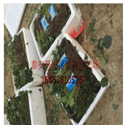 优质红颜草莓苗 供应品种齐全草莓苗 直销长势强草莓苗图2