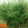 鸡爪槭漆苗槭树青枫小苗盆栽庭院种植苗圃直销槭树鸡爪枫红枫