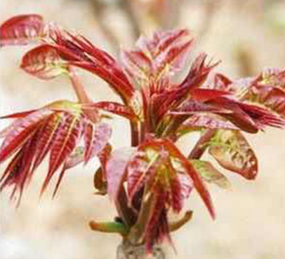 香椿苗 规格齐全品种多的大棚红油香椿