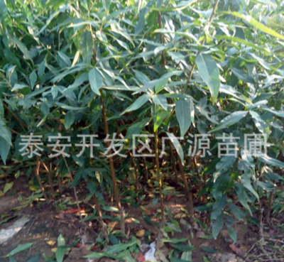 红不软桃树苗，中晚熟桃树苗，耐存储品种桃苗