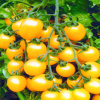 多彩番茄小樱桃种子味甜可口家庭菜园阳台种植高产观赏蔬果热销