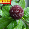 批发东魁杨梅苗 可盆栽地栽黑碳杨梅树苗 南北方种植杨梅果树苗木
