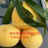 山东泰安皇贵妃桃树苗供应详情