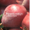 山东泰安红啤梨树苗供应详情