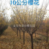 10公分樱花供应详情