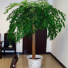 室内大幸福树平安树大型植物客厅办公室盆栽绿宝观叶盆景幸福树