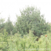 常绿优质苗木华山松直销 成活好的松树常年培育出售 规格齐全