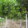 速生法桐苗 长期供应优质造型法桐苗 基地直销行道树法桐苗
